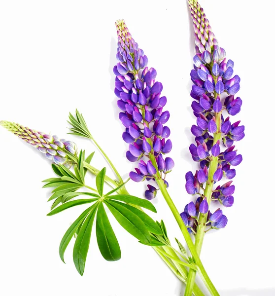 Violette Blume einer Lupine auf weißem Hintergrund — Stockfoto