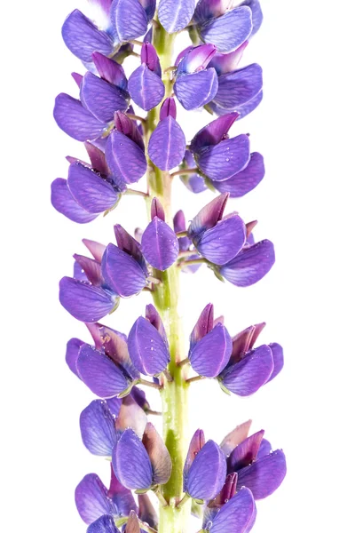 Beyaz zemin üzerinde bir lupine Menekşe çiçek