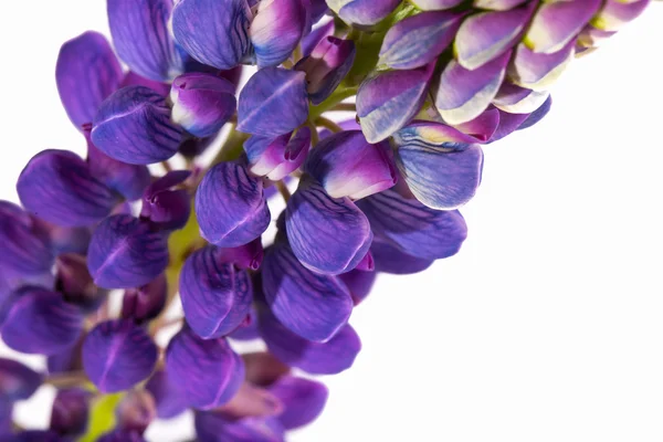 Paarse bloem van een lupine op een witte achtergrond — Stockfoto