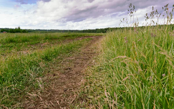 Country road in the field among a green grass — Stock Photo, Image