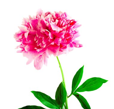 Beyaz arka planda pembe bir şakayık çiçeği