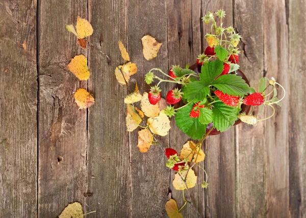 Las hojas otoñales y las bayas de la fresa salvaje sobre la mesa vieja , — Foto de Stock
