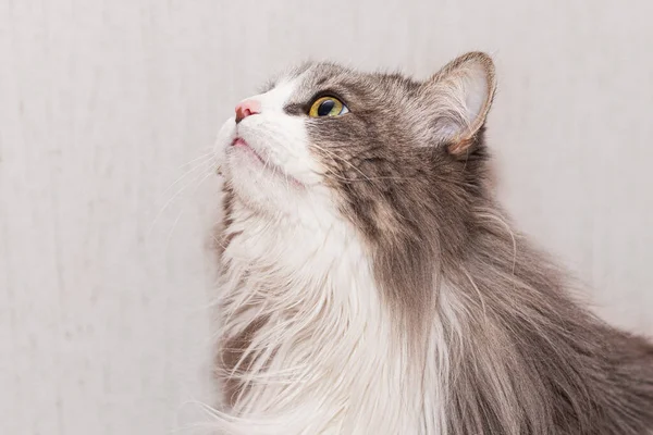 Πορτρέτο μιας χνουδωτής γάτας με ένα πολύ μακρύ παλτό. — Φωτογραφία Αρχείου