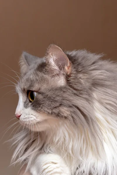 Porträt einer flauschigen Katze mit sehr langem Fell. — Stockfoto