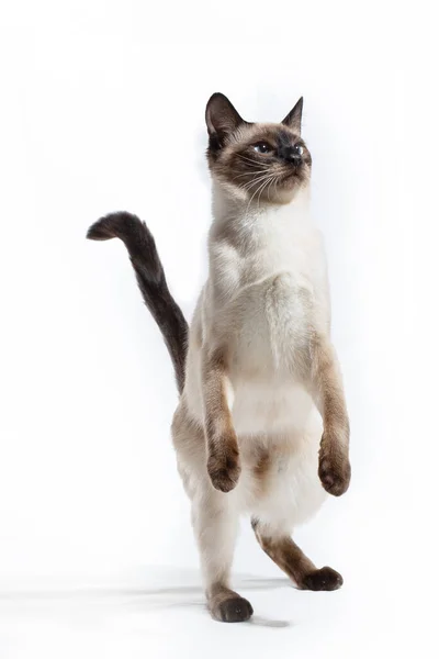 고양이는 흰 배경에 뒷발로서 있다. — 스톡 사진