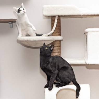 Kediler için özel bir oyun kompleksinde iki kedi oynar..