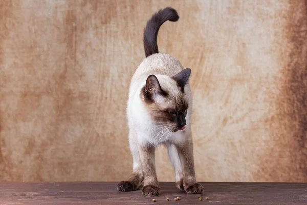 Schlanke Thai-Katze auf braunem, schäbigem Hintergrund. — Stockfoto