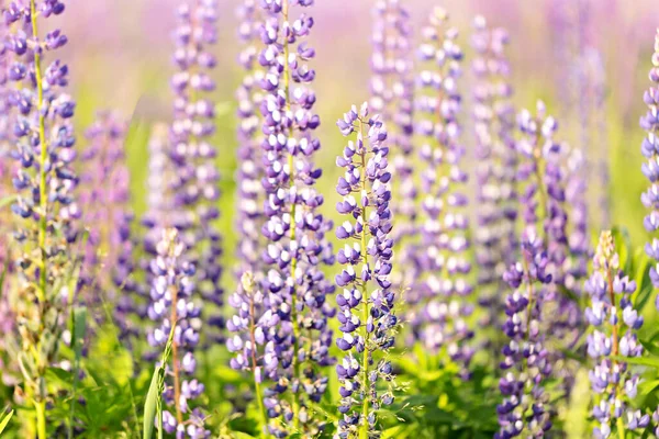 Flores de lupin rosa e roxo no campo em luz solar natural. — Fotografia de Stock