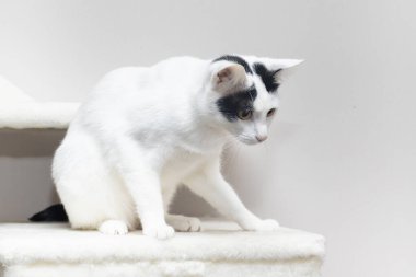 Beyaz tüysüz kedi, kediler için sitede oynuyor.