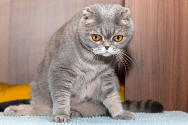 Üzgün, hayal kırıklığına uğramış bir kedi..