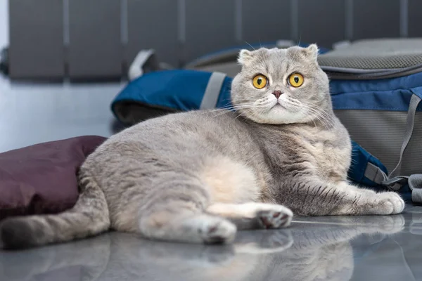 A grey Scottish Foldy cat lies beside a backpack.