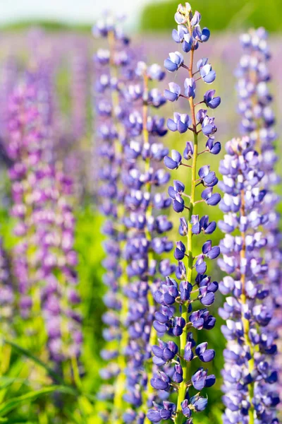 Bloemen van blauwe en paarse lupine op het veld in natuurlijk zonlicht. — Stockfoto