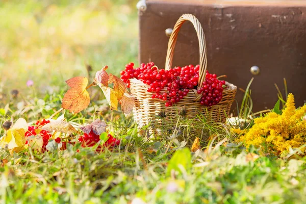 Bayas viburnum rojas en una canasta en el fondo de una maleta vintage en la hierba. — Foto de Stock