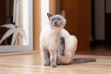 Taylandlı bir kedi yerde oturuyor ve arka bacağını kaşımak için kaldırdı..