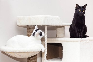 İki kedi oyun kompleksinde oturuyor.