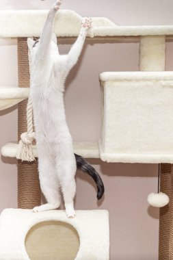Beyaz tüysüz kedi, kediler için sitede oynuyor.