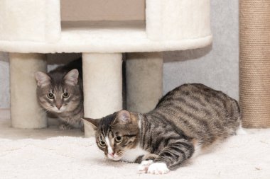 İki tekir kırma kedi çizik direğinin ve kedi evinin yanında oynuyorlar..