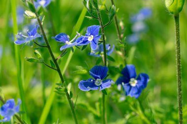 Yeşil çimenlikteki küçük mavi çiçekler güneş tarafından aydınlatılır.