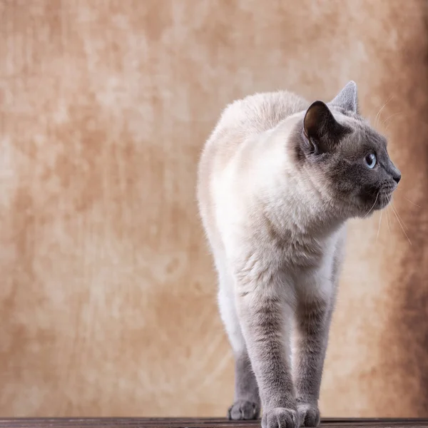 Schlanke Thai-Katze auf braunem, schäbigem Hintergrund. — Stockfoto