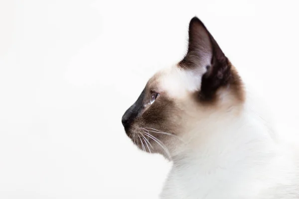 Retrato de um gato tailandês, focinho close-up no perfil em um fundo claro. — Fotografia de Stock