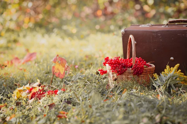 Bayas viburnum rojas en una canasta en el fondo de una maleta vintage en la hierba. — Foto de Stock