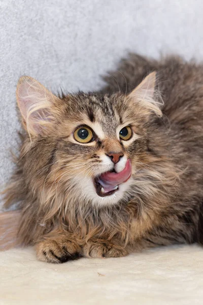The fluffy shaggy cat looks up and is widely licked. — Stock Photo, Image