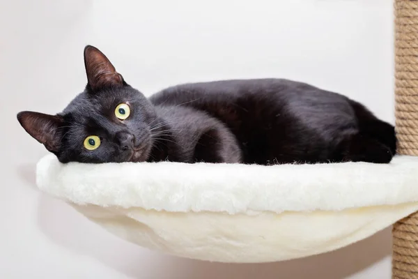 Черная кошка в блестящем пальто лежит на специальном игровом комплексе для кошек в квартире. — стоковое фото