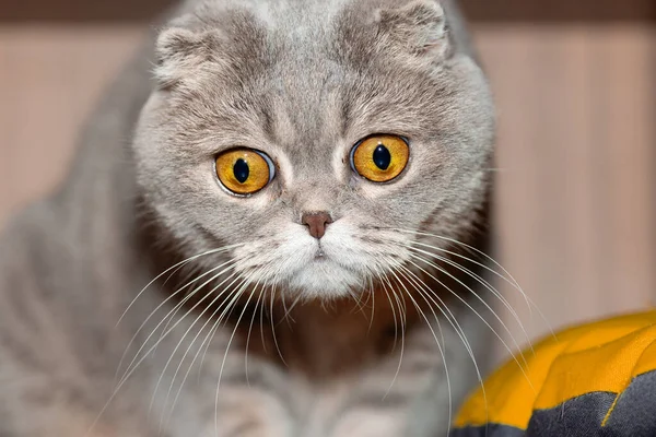 Θλιβερή απογοητευμένη γάτα με εκφραστικό βλέμμα. — Φωτογραφία Αρχείου