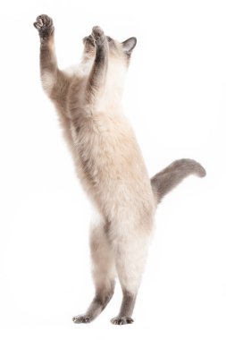 Kedi zıplar ve sonuna kadar uzanır..