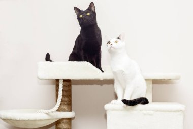 İki kedi oyun kompleksinde oturuyor.