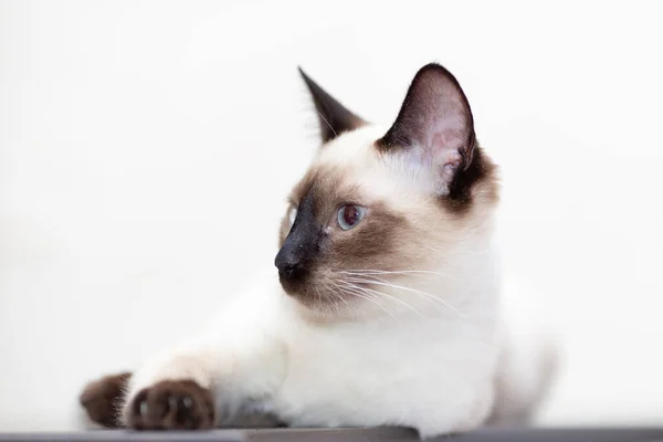 밝은 배경에 프로필을 클로즈업하는 태국 고양이의 모습 — 스톡 사진