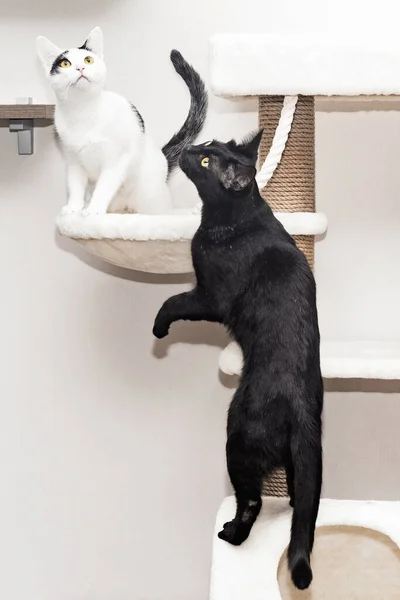 Dois gatos jogam em um complexo de jogo especial para gatos. — Fotografia de Stock