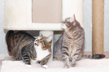 İki tekir kırma kedi çizik direğinin ve kedi evinin yanında oynuyorlar..