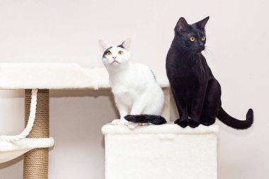 İki kedi oyun kompleksinde oturuyor.