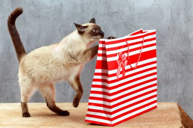 Taylandlı bir kedi çizgili bir bayram hediyesi çantası üzerinde çalışır..