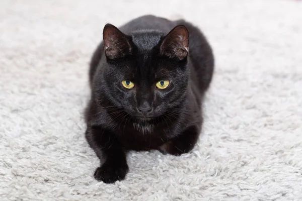 Um gato preto com um casaco brilhante está deitado calmamente e dobrou as patas. — Fotografia de Stock