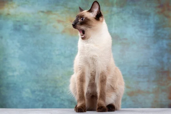 Portret pięknego tajskiego kota na niebieskim tle w stylu grunge. — Zdjęcie stockowe