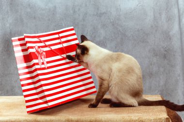 Taylandlı bir kedi çizgili bir bayram hediyesi çantası üzerinde çalışır..