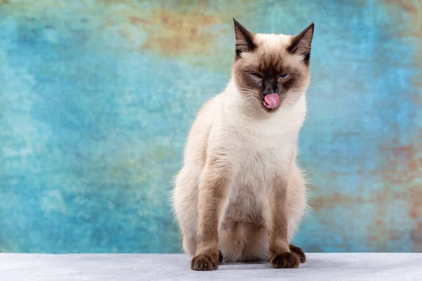 Porträt einer schönen thailändischen Katze auf blauem Hintergrund im Grunge-Stil. — Stockfoto