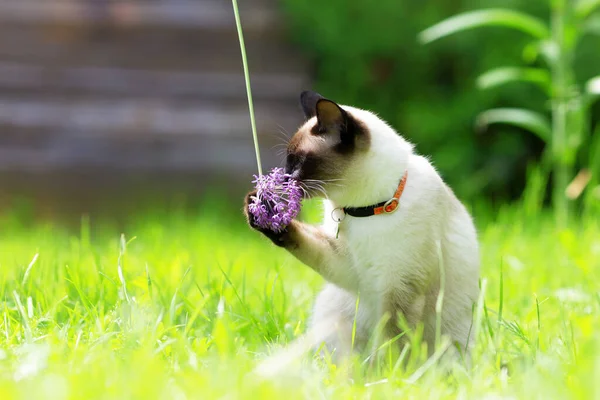 Een witte kat loopt door de tuin tussen het jonge groene gras. Stockfoto