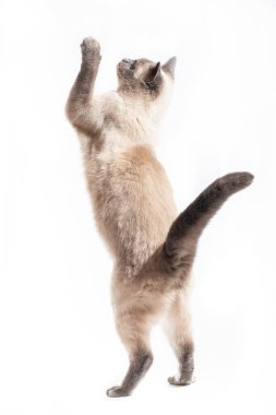 Kedi zıplar ve tam yüksekliğe kadar uzanır. Taylandlı kedi atlıyor, beyaz foie 'de yalnız.