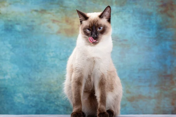 Porträt Einer Schönen Thailändischen Katze Auf Blauem Hintergrund Grunge Stil — Stockfoto