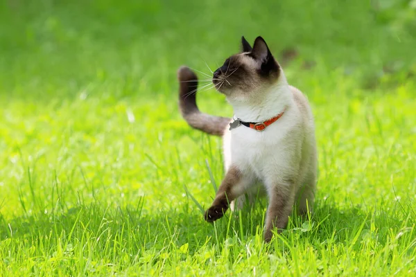 白い猫が若い緑の芝生の間を歩いている 芝生の上の襟にタイの猫は前の足を上げ 上を見上げます — ストック写真