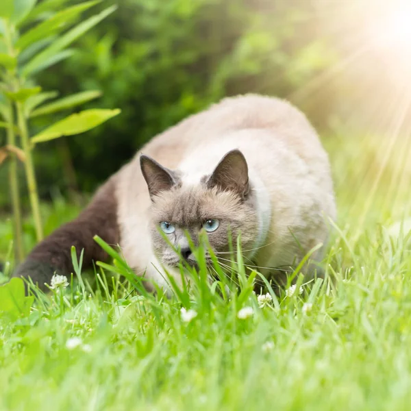Ruhig Sitzt Die Weiße Katze Jungen Grünen Gras Auf Dem — Stockfoto