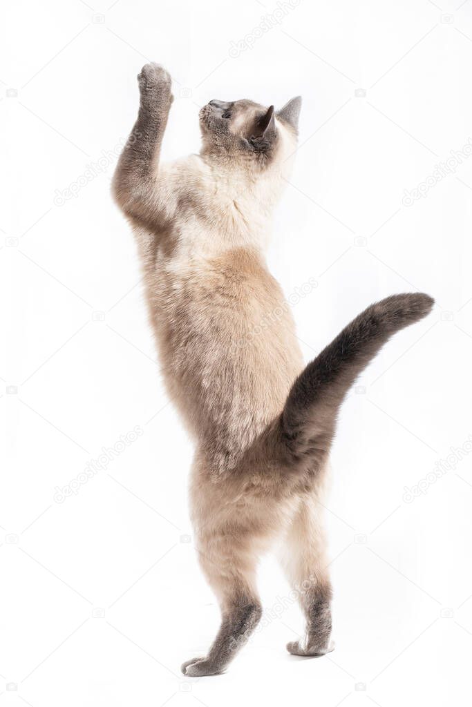 The cat jumps up and stretches out to the full height. Thai cat in jump up, isolated on white foie