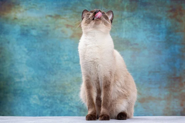 Portret van een prachtige Thaise kat op een blauwe achtergrond in grunge stijl. Rechtenvrije Stockafbeeldingen