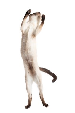 Kedi zıplar ve tam yüksekliğe kadar uzanır. Taylandlı kedi atlıyor, beyaz foie 'de yalnız.