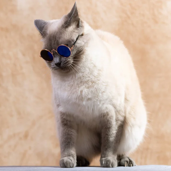 有趣的是 泰国猫戴着特殊的防晒霜猫眼镜 猫静静地坐在一个中性的米色背景 选择性的焦点 — 图库照片
