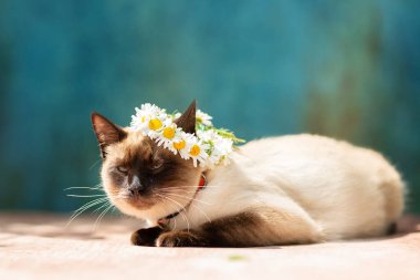 Beyaz bir Tayland kedisi kafasında papatya çelengiyle yatar.