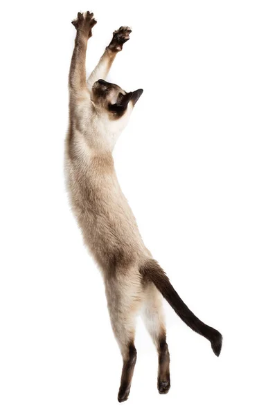 The cat jumps up and stretches out to the full height. Stock Photo